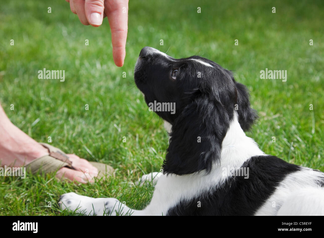 Umani adulti formazione titolare un simpatico dieci settimana in bianco e nero Springer Spaniel cucciolo di cane per un buon comportamento di sdraiarsi e soggiorno. Inghilterra Regno Unito Gran Bretagna Foto Stock Umani adulti formazione titolare un simpatico dieci settimana in bianco e nero Springer Spaniel cucciolo di cane per un buon comportamento di sdraiarsi e soggiorno. Inghilterra Regno Unito Gran Bretagna Foto Stock