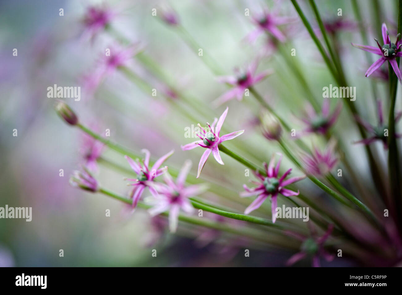 Una macro immagine di Allium Hollandicum 'viola sensazione' le teste dei fiori Foto Stock