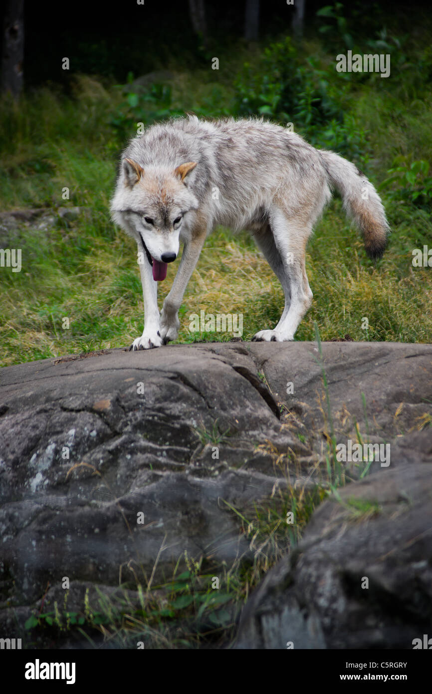 Un orientale in legno grigio Lupo (Canis lupus) sorge in cima a una grande pietra che affiora in superficie. Foto Stock