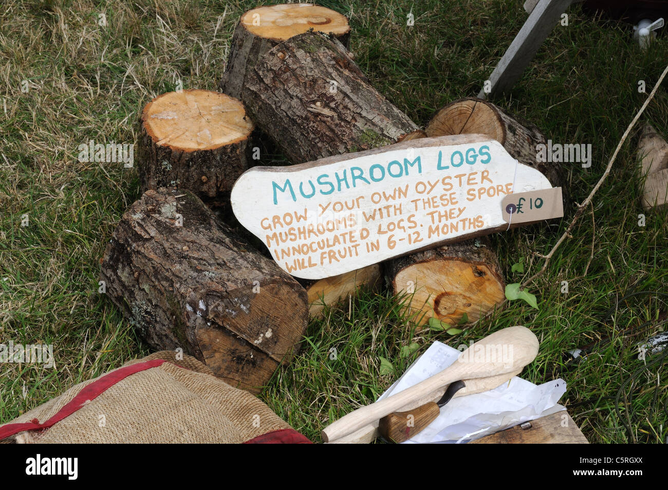 Logs inoculato oyster con spore di funghi in vendita Pembrokeshire Wales Cym ru UK GB Foto Stock