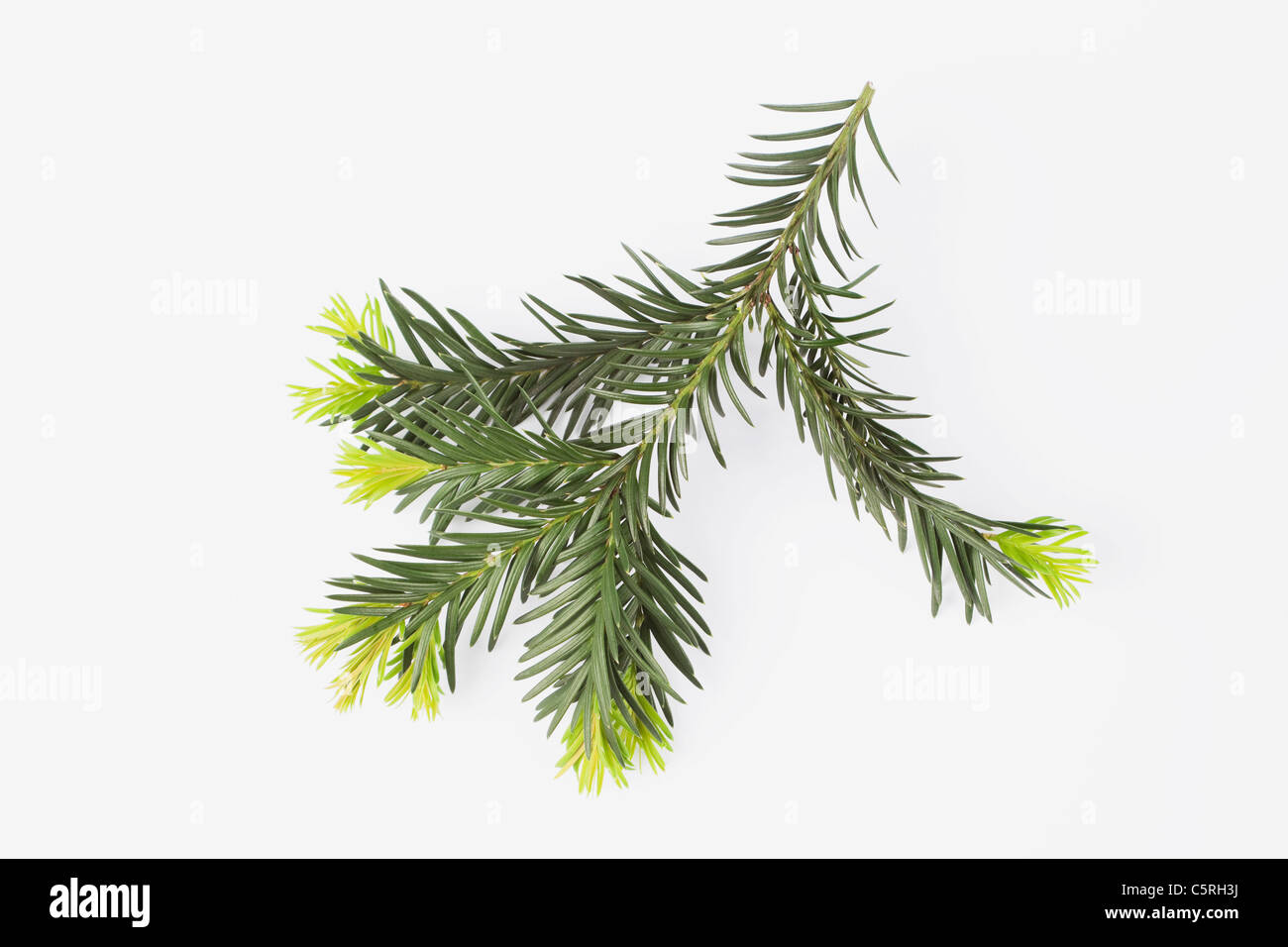 Close up inglese Yew su sfondo bianco Foto Stock