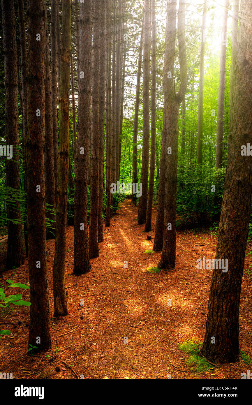 Un percorso costeggiato da alberi di alto fusto viene eseguito attraverso una lussureggiante foresta verde con luminosi raggi di sole che splende attraverso gli alberi. Foto Stock