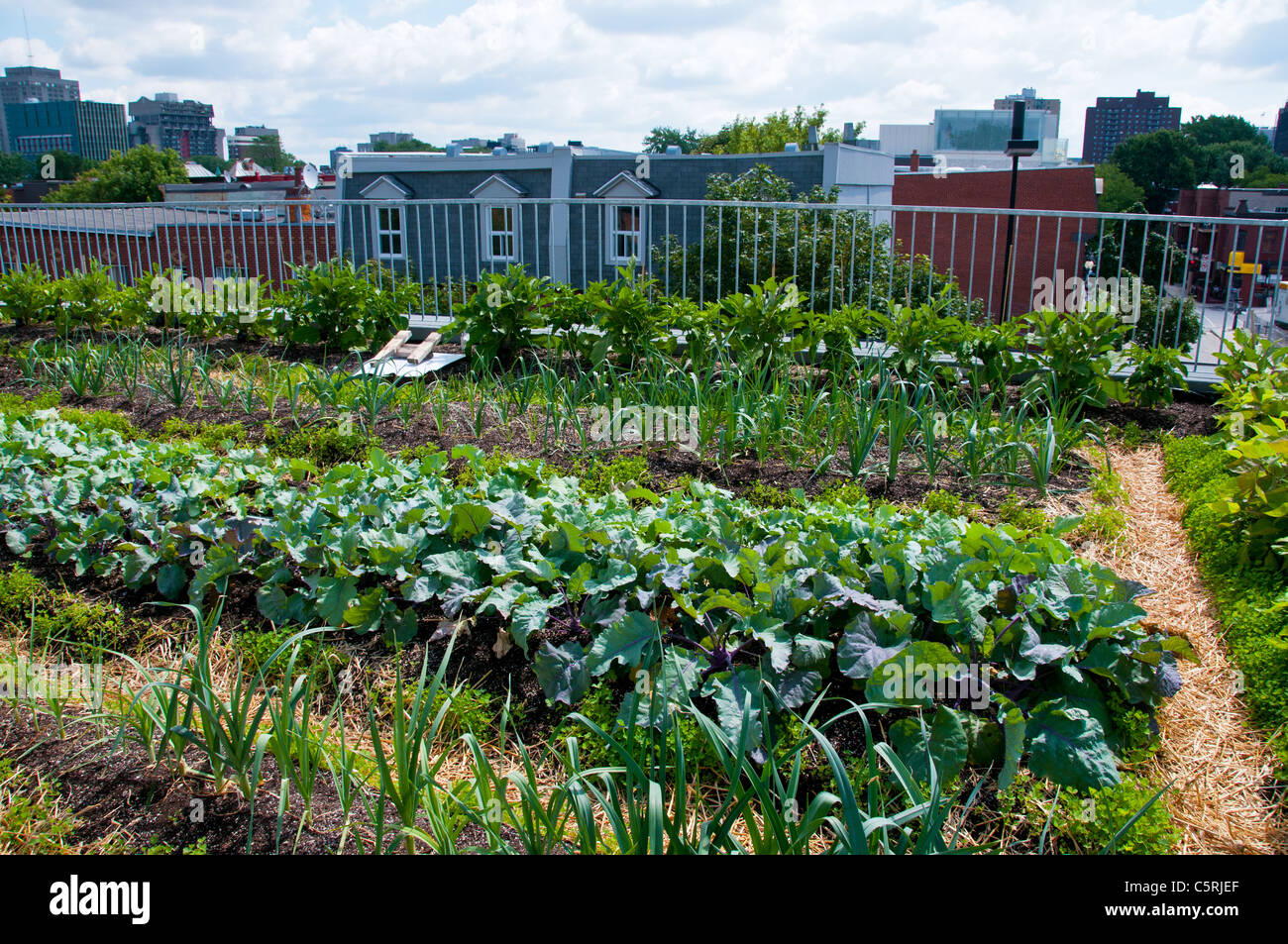 Montreal sul tetto verde giardino vegetale al Santropol Roulant centro che distribuisce i pasti per persone con ridotta mobilità Foto Stock