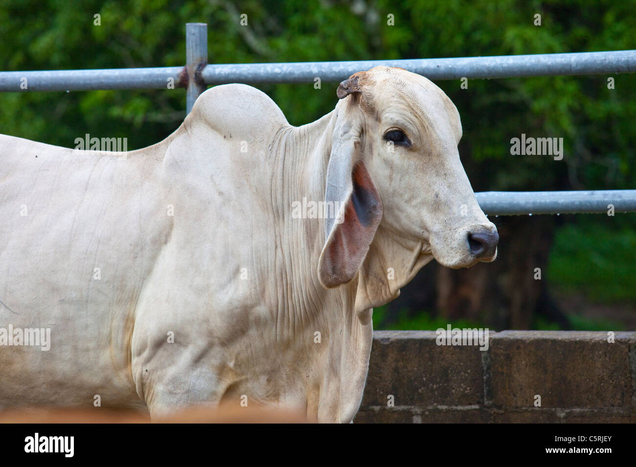 Bull in Barillas, Comalapa, Dipartimento di Chalatenango, El Salvador Foto Stock