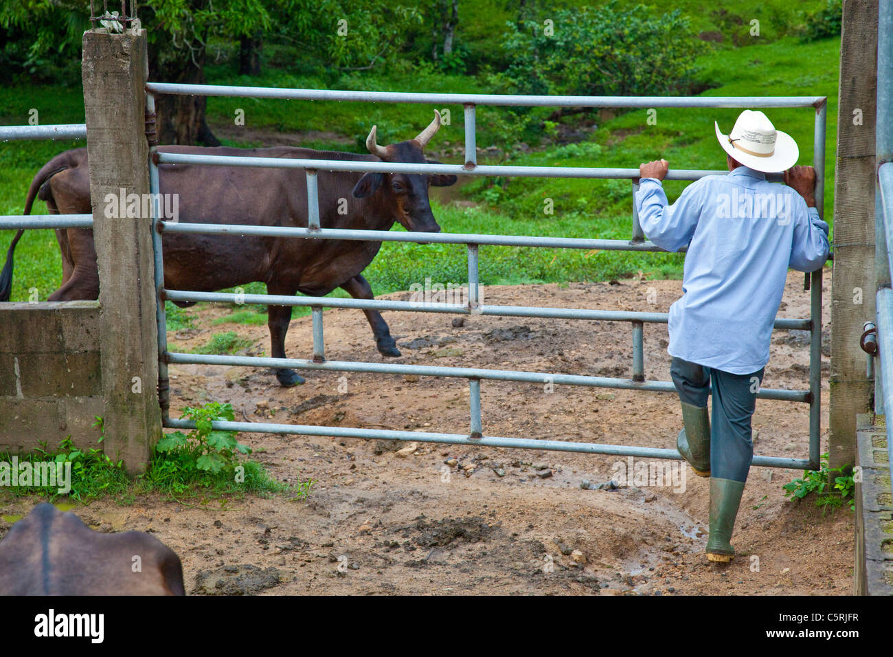 Cowboy e vacca in Barillas, Comalapa, Dipartimento di Chalatenango, El Salvador Foto Stock