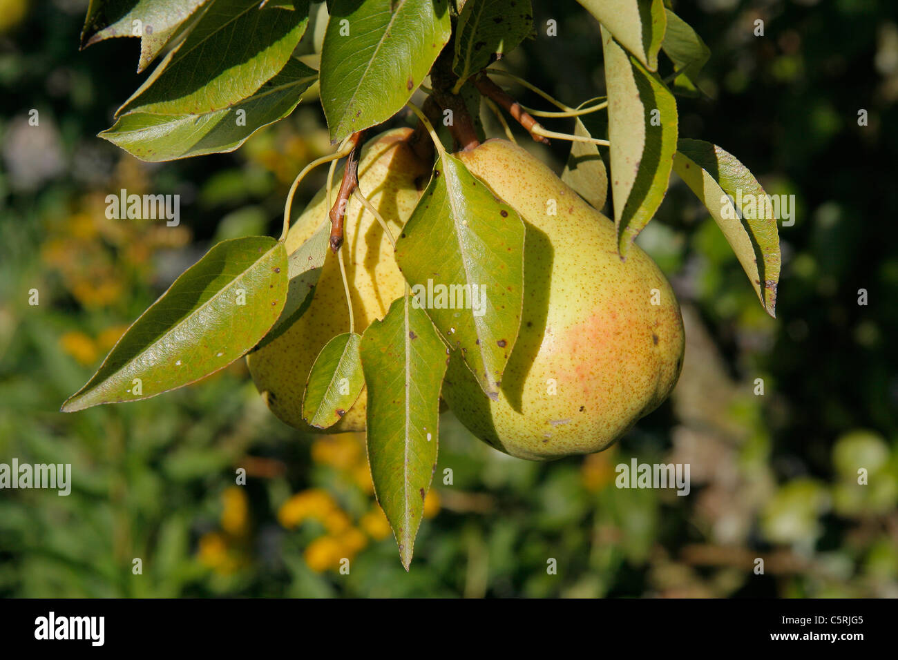 Guyot pera sull'albero (Pyrus sp). Foto Stock