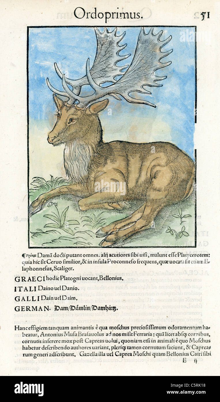 Xilografia dal 1560 da Conrad Gesner di un cervo Foto Stock