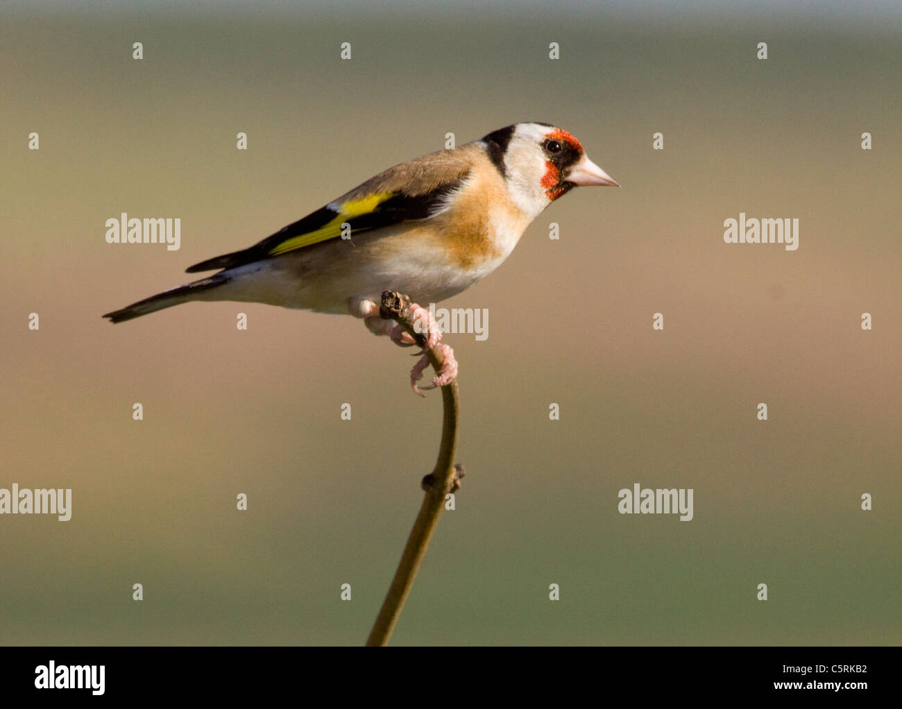 Carduelis carduelis cardellino europeo su un ramo con sfondo sfocato. Foto Stock