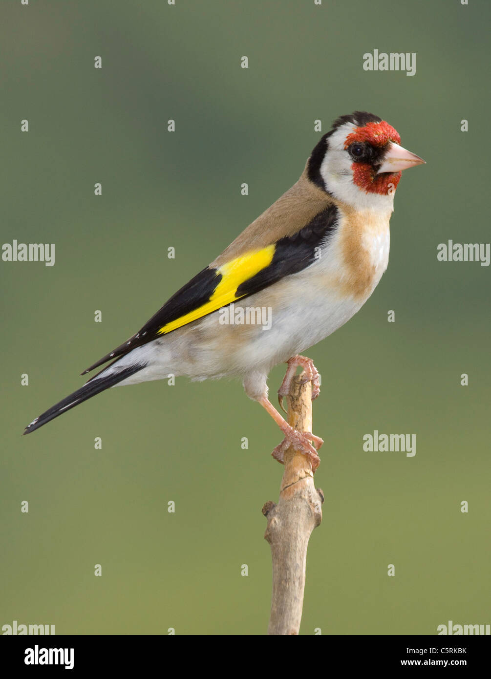 Carduelis carduelis cardellino Europeo su di un ramo Foto Stock