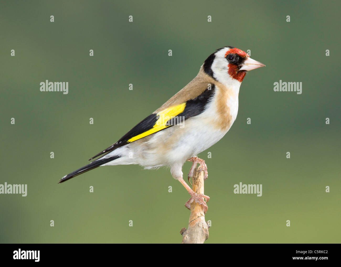 Carduelis carduelis cardellino europeo sul ramo con un sfocato sfondo verde Foto Stock