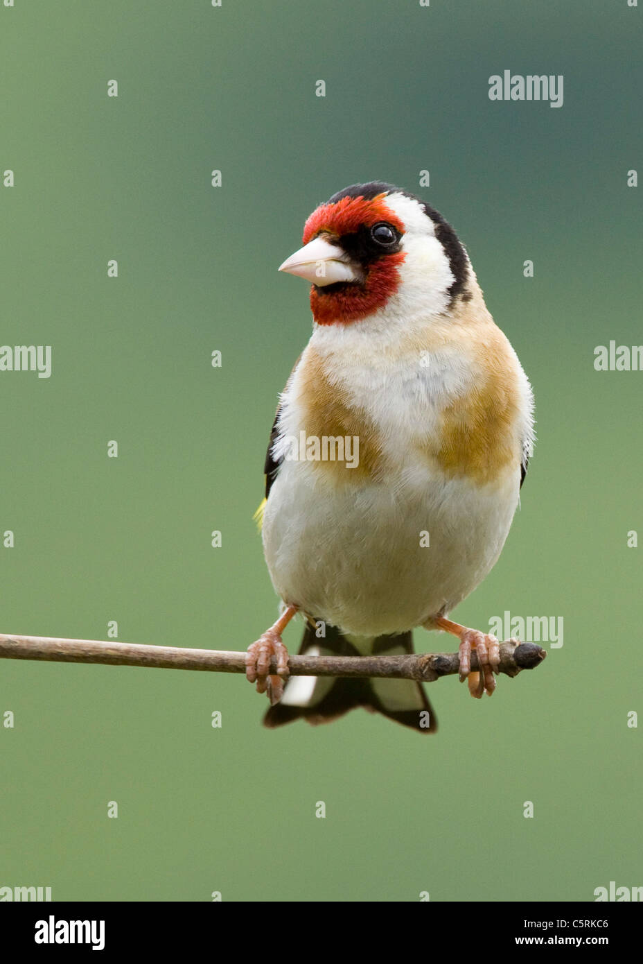 Carduelis carduelis cardellino europeo su un ramo verde con sfondo sfocato Foto Stock
