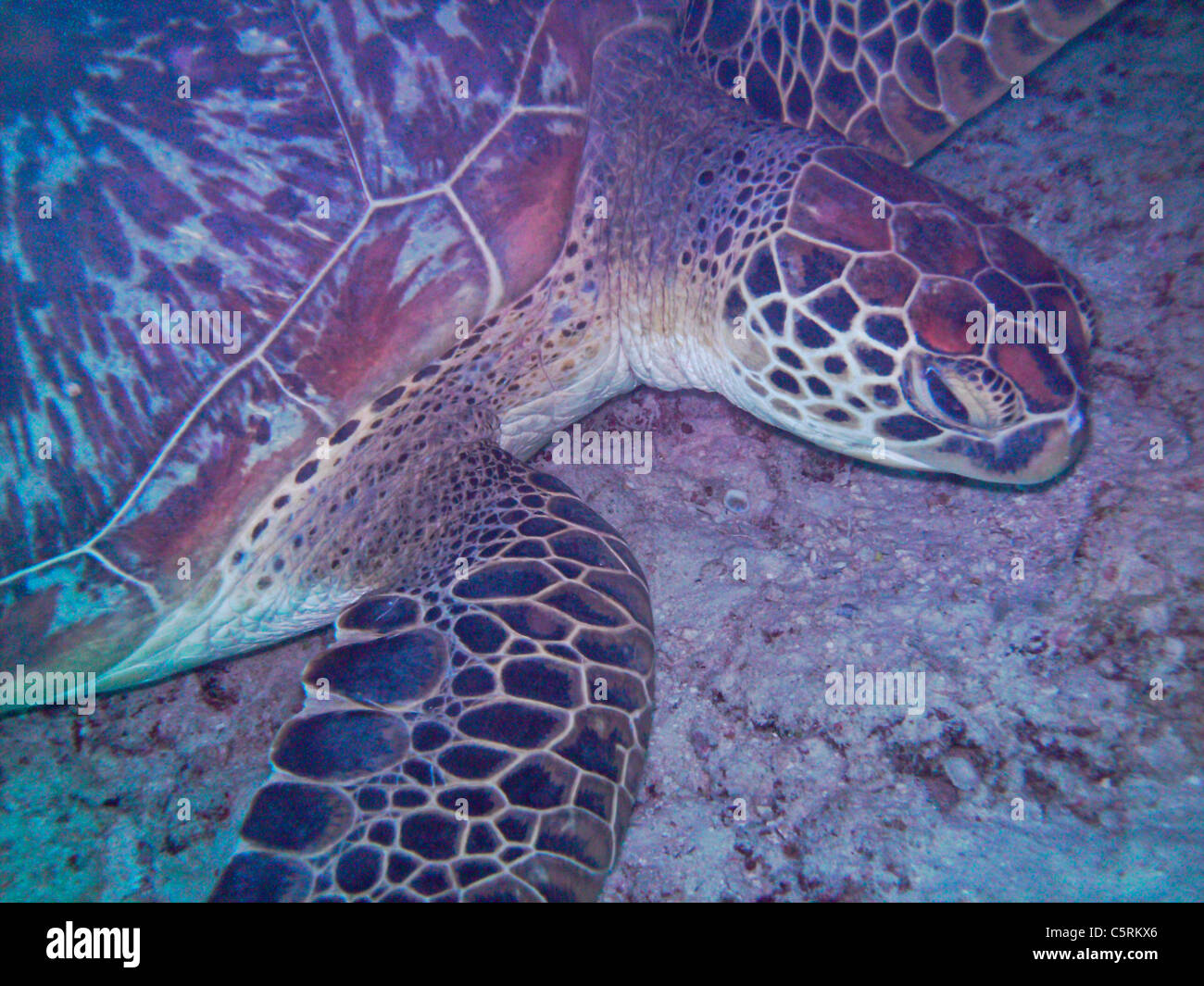 La tartaruga subacquea, Maldive Foto Stock