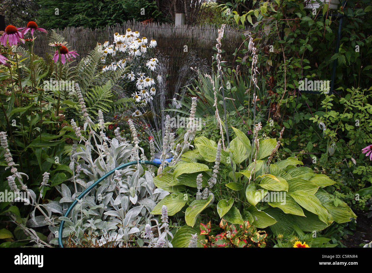 Fiori da Giardino essendo bagnata dal sistema sprinkler Foto Stock