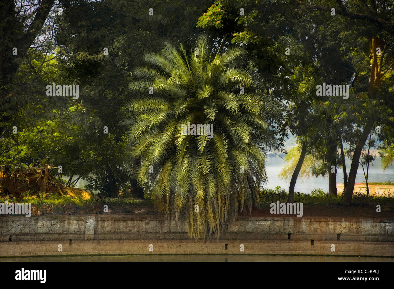 Palm tree a Bangalore in India Foto Stock