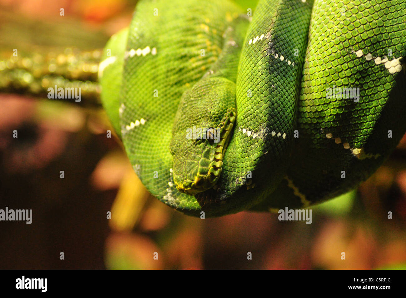 Un albero di smeraldo boa dal Sud America è avvolto a spirale su un ramo della penna Foto Stock
