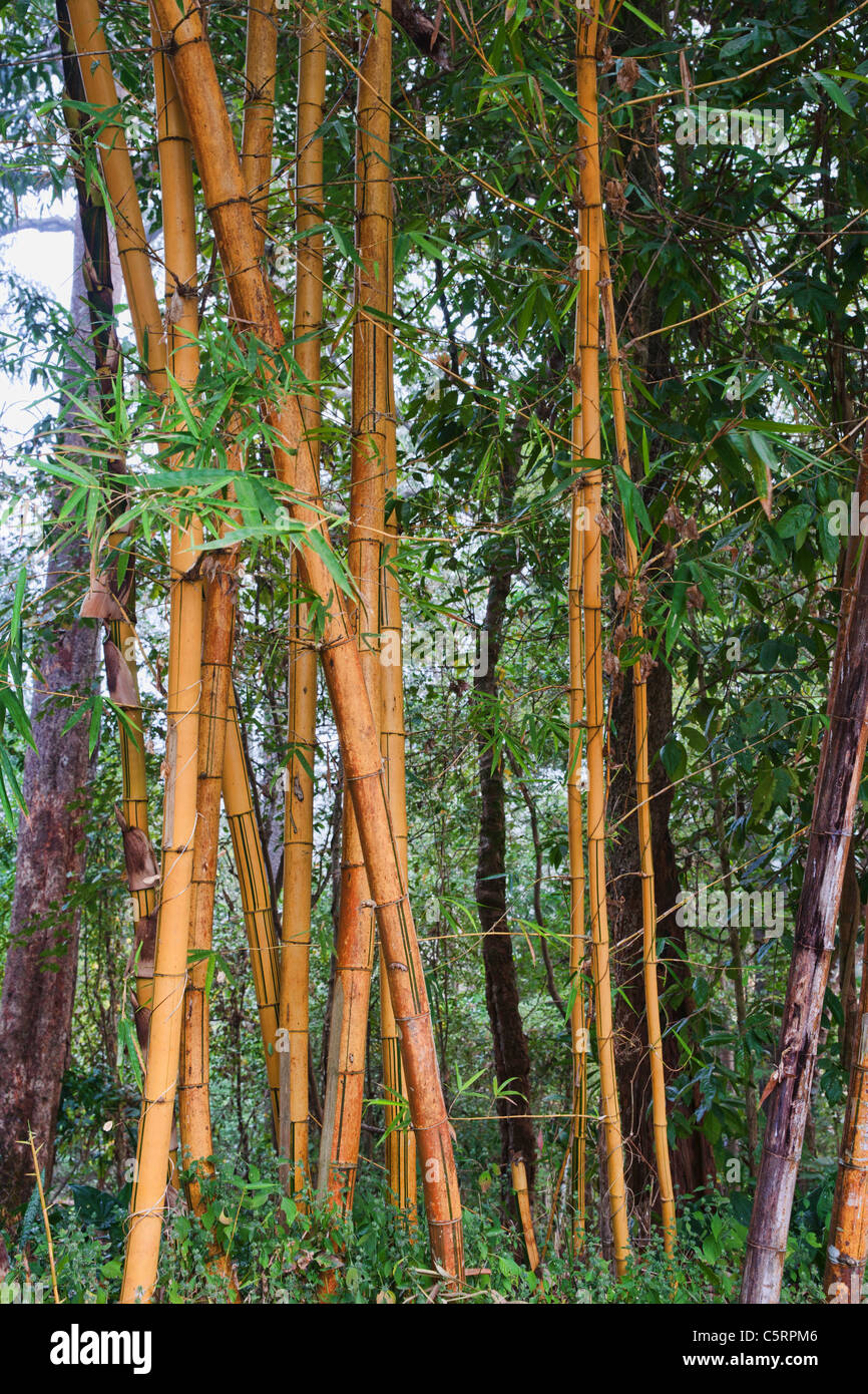 Grande giallo pali di bambù e alberi Foto Stock