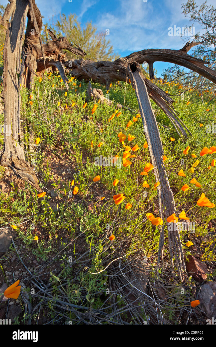 Mexican Gold papavero, Eschscholzia mexicana, Papaveraceae, organo a canne monumento nazionale, Arizona, Stati Uniti d'America Foto Stock