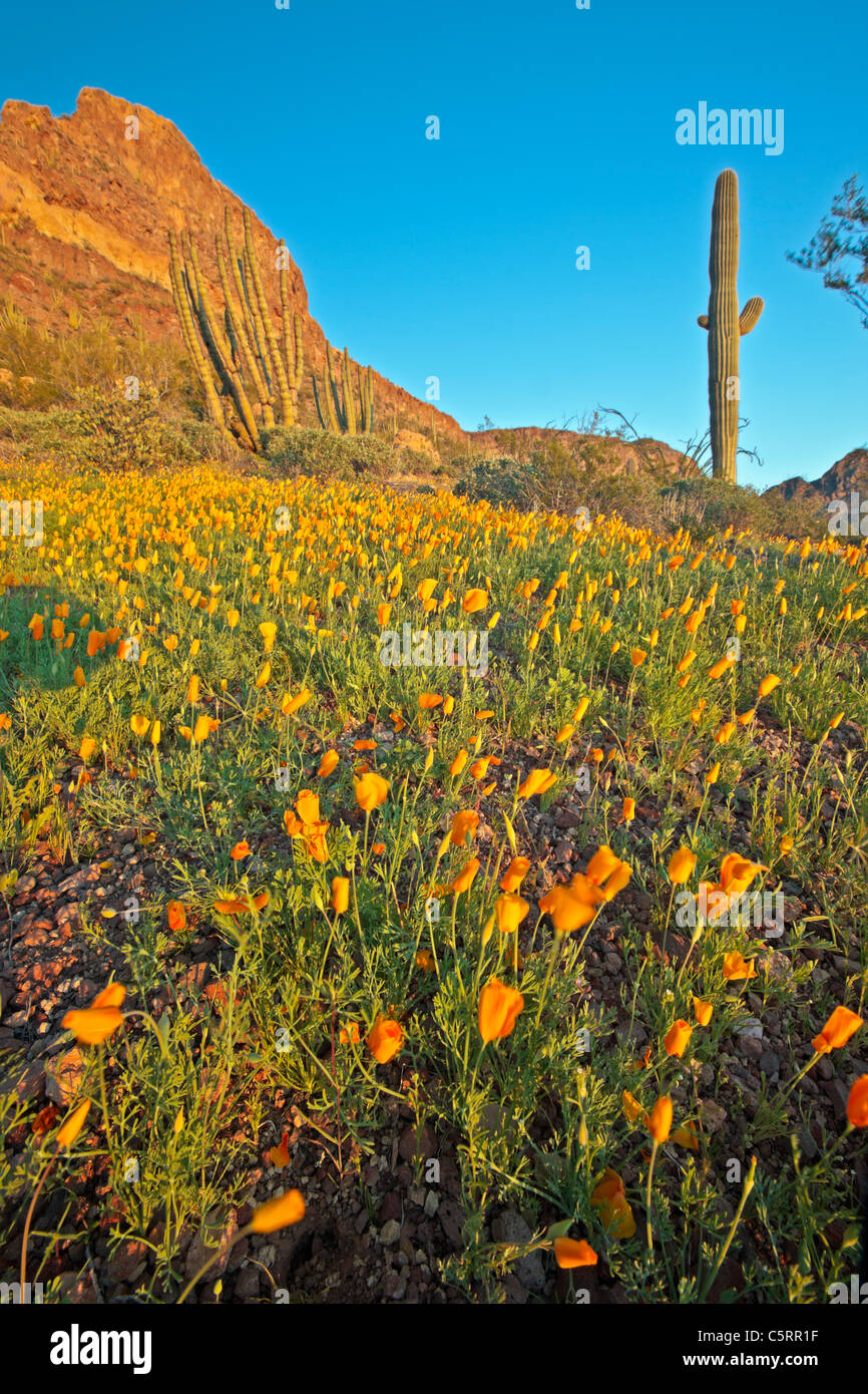 Ajo gamma montagne, Mexican Gold papavero, Eschscholzia mexicana, Papaveraceae, organo a canne monumento nazionale, Arizona, Stati Uniti d'America Foto Stock