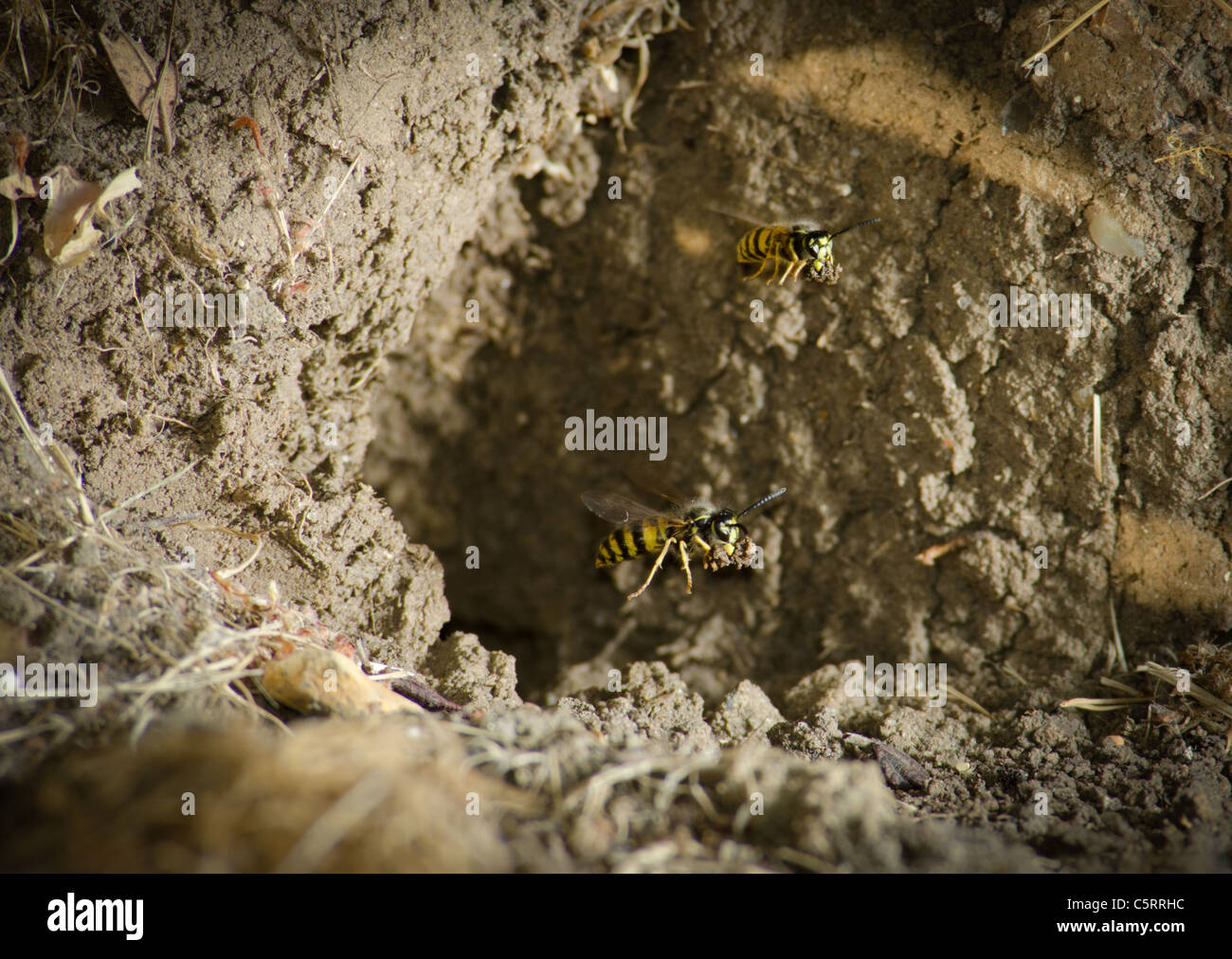 Vespe comune giacche gialle (Vespula vulgaris) lasciando un terreno nido di fango Foto Stock