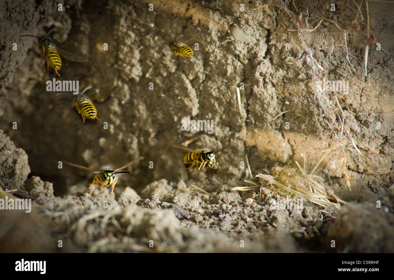 Vespe comune giacche gialle (Vespula vulgaris) lasciando un terreno nido di fango Foto Stock