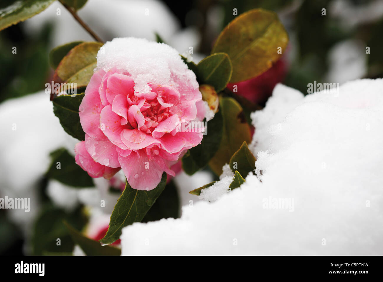 Camelia (Camellia japonica) in inverno, close up Foto Stock