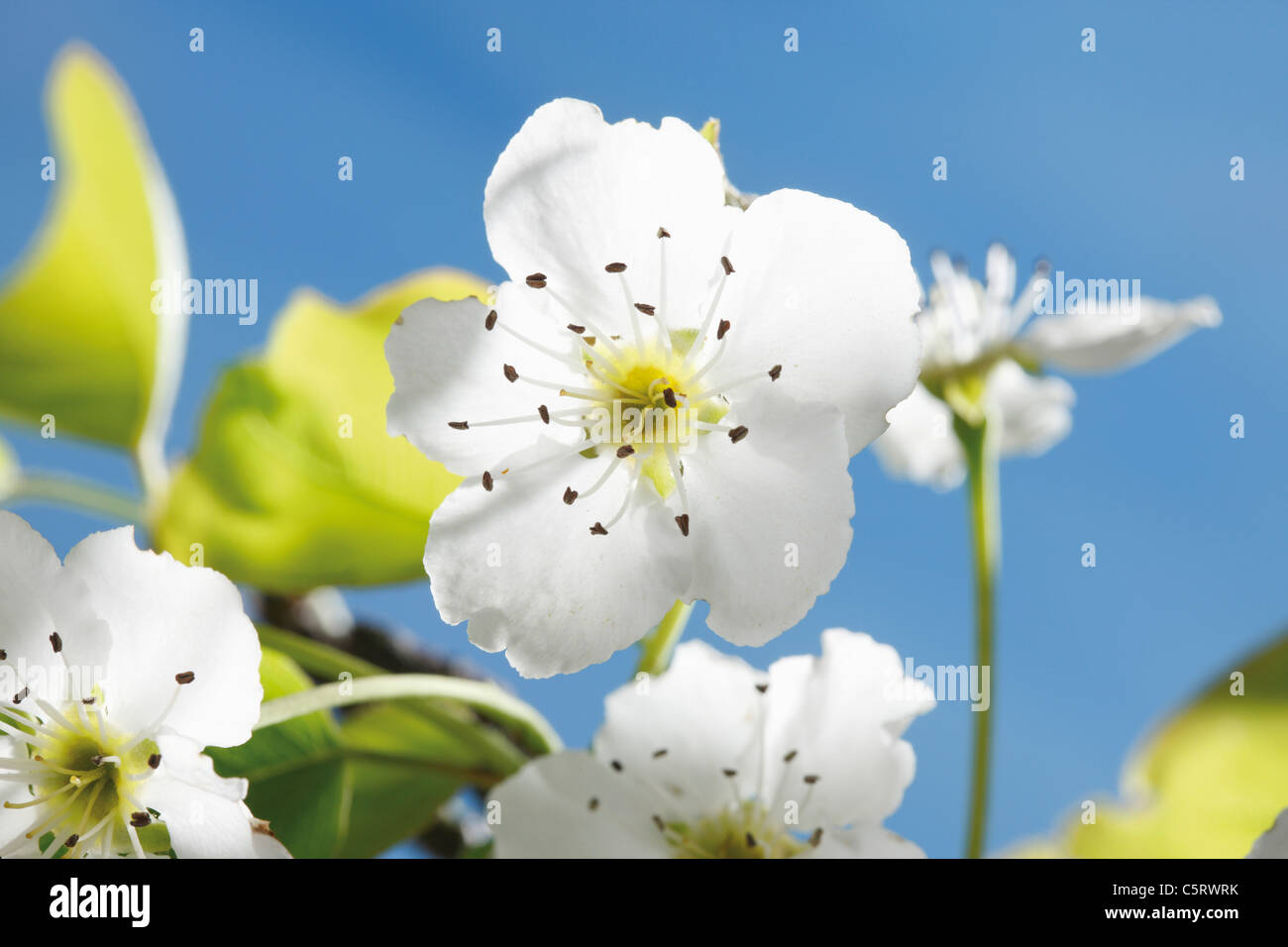Pera Nashi blossom, close-up Foto Stock