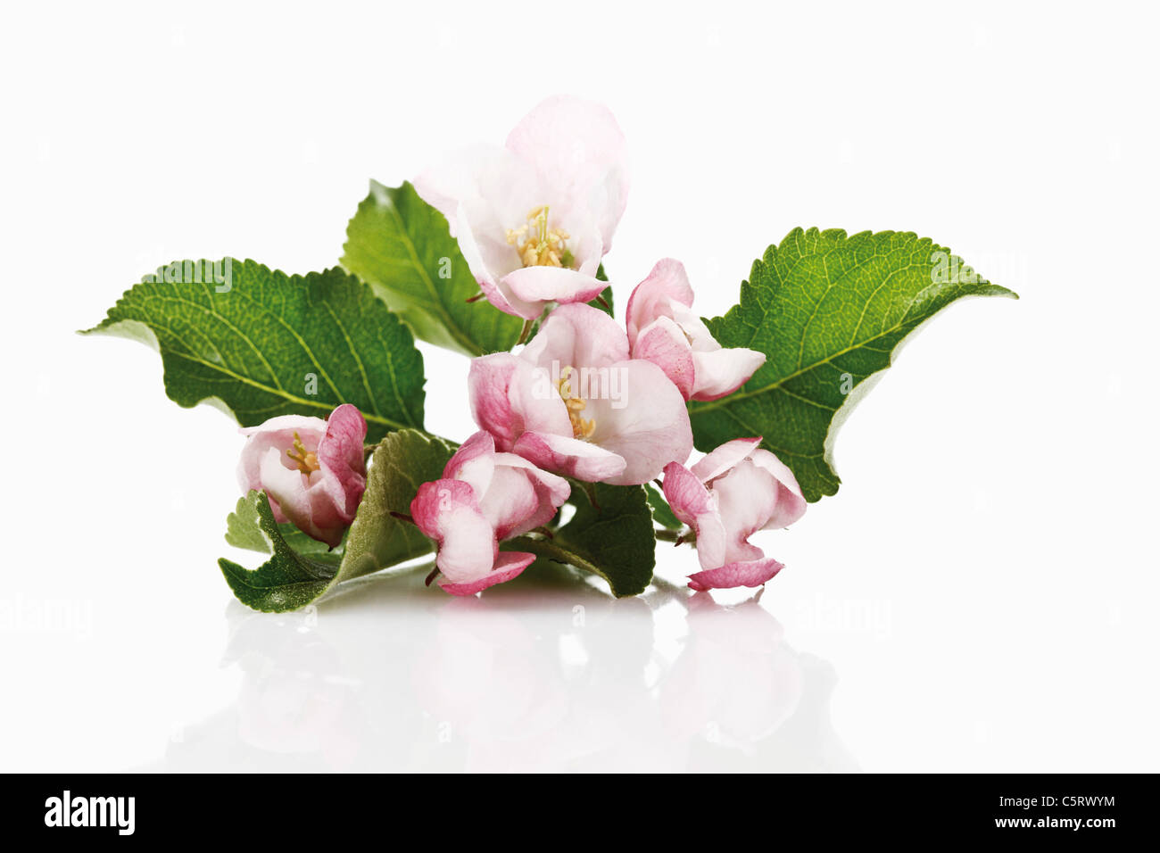 Fiori di melo Foto Stock