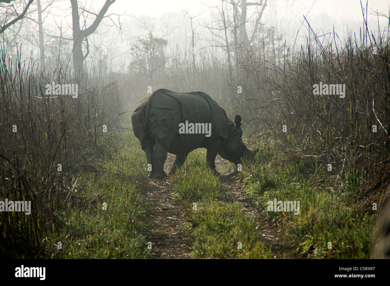 Rinoceronte in il parco nazionale di Chitwan, Regione centrale, Nepal Foto Stock