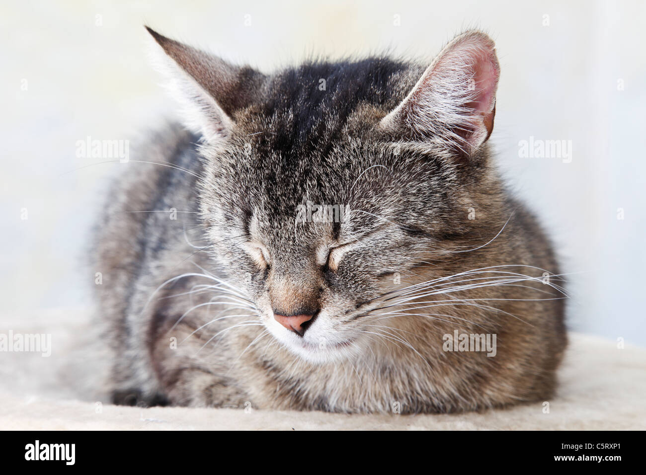 Il gatto domestico dormendo, ritratto, close-up Foto Stock