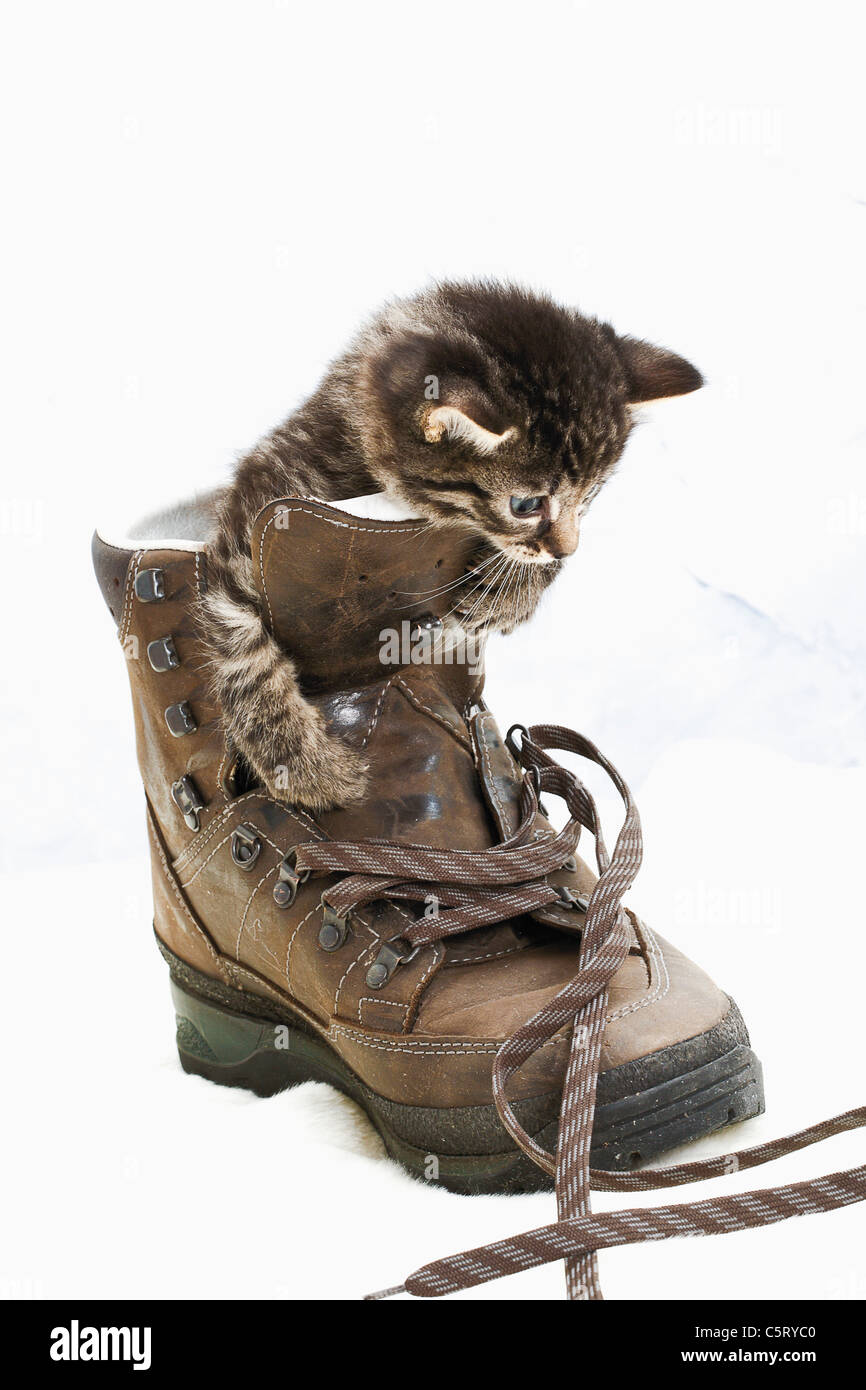Il gatto domestico, gattino gioca con escursionismo scarpa Foto Stock