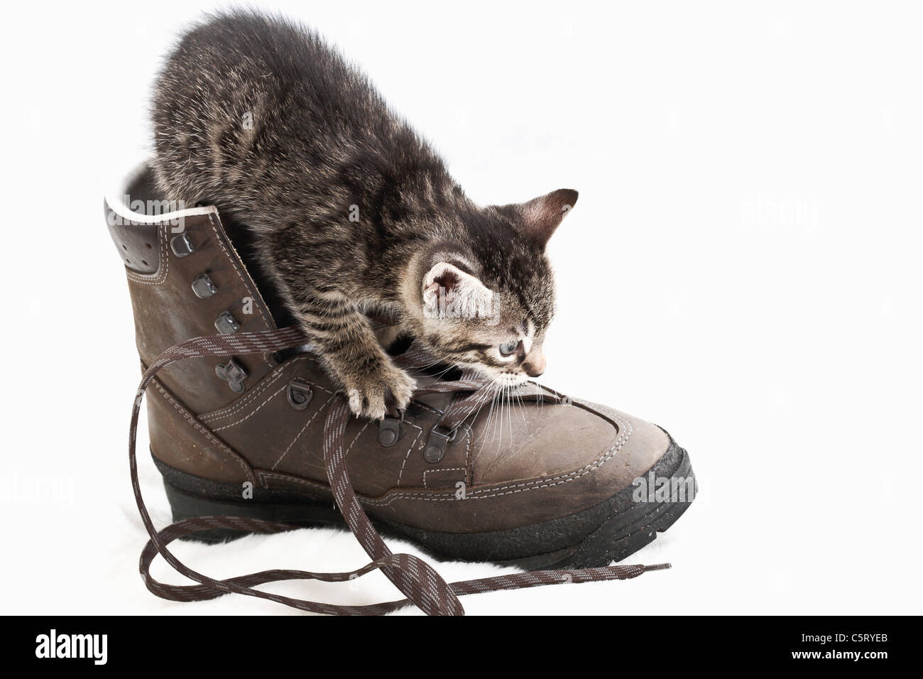Il gatto domestico, gattino gioca con escursionismo scarpa Foto Stock
