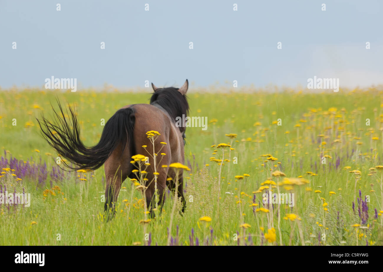 Il cavallo di costi in un campo verde guarda lontano Foto Stock