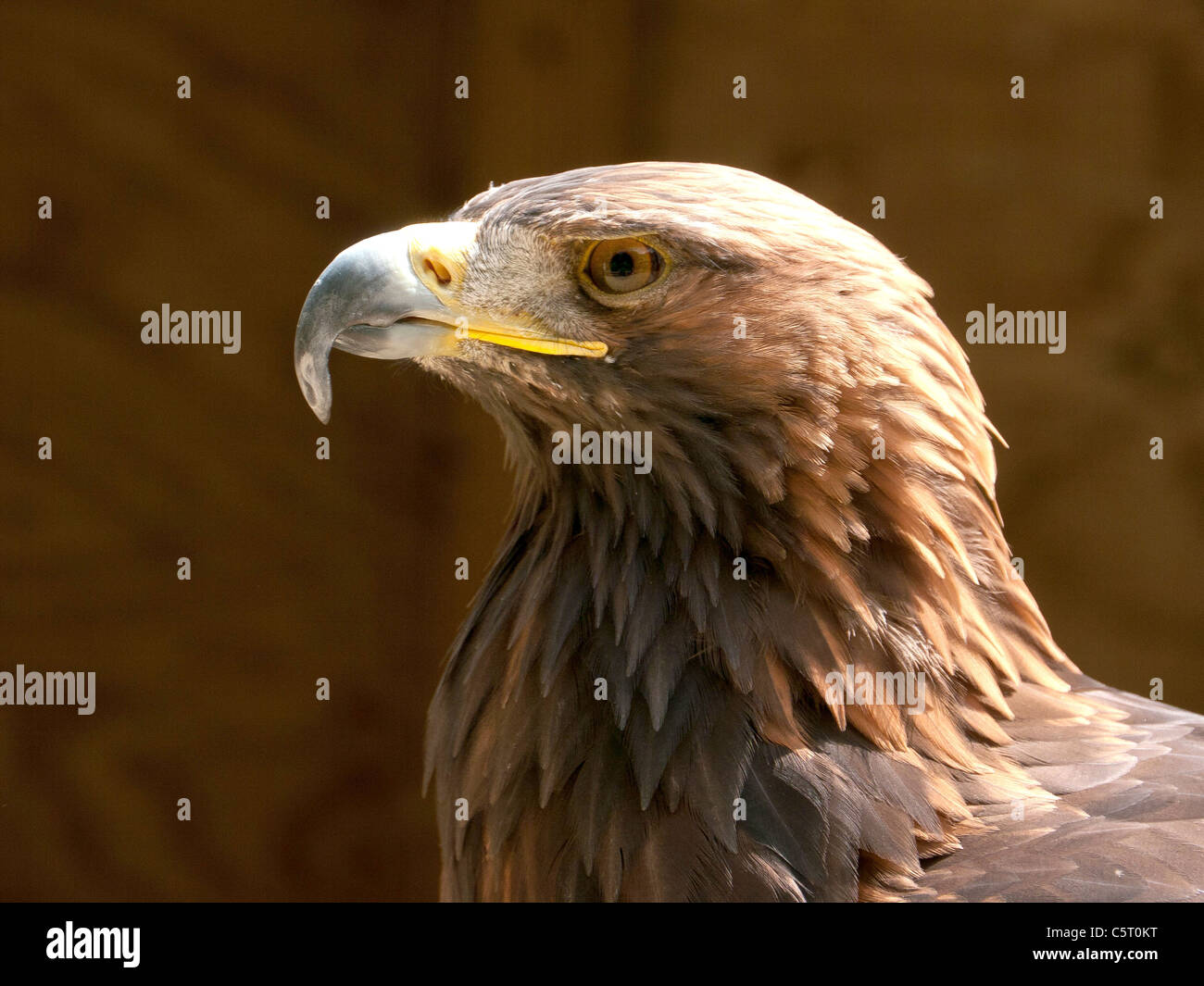 Golden Eagle, in The Falconry Centre, Morton-in-Marsh, Regno Unito Foto Stock