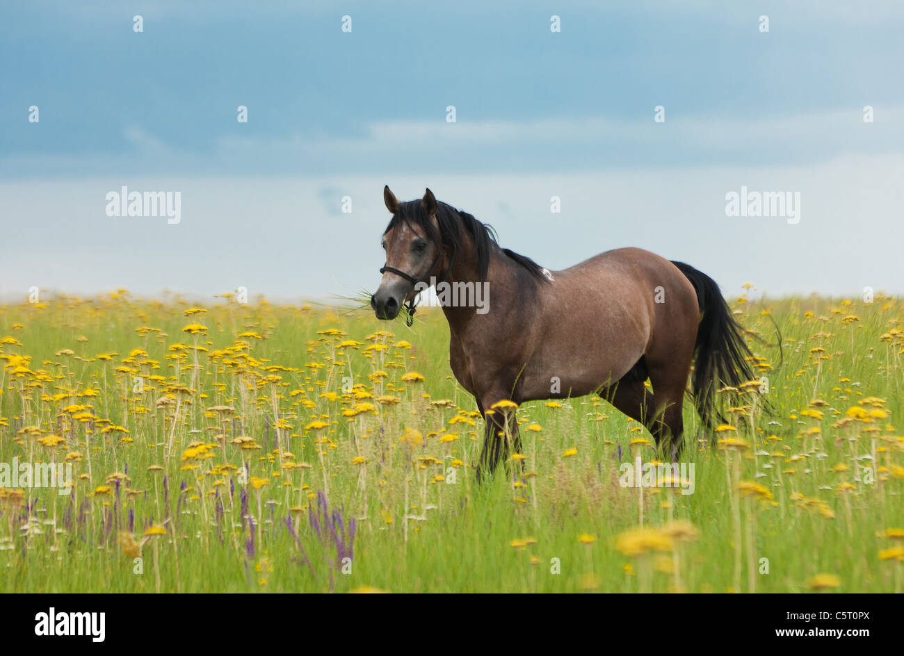 Mangiare a cavallo di un verde erba del campo Foto Stock