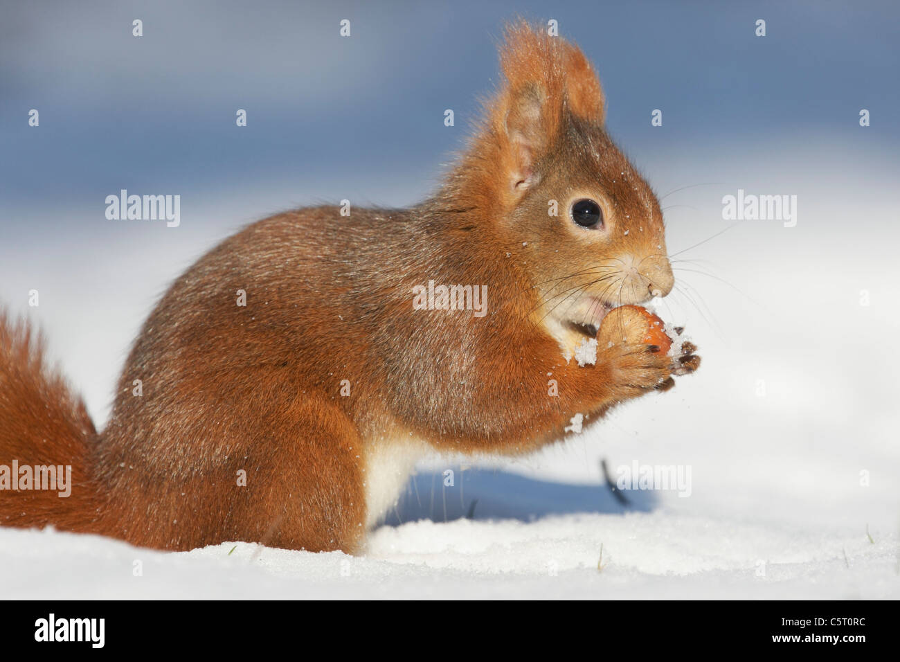 Germania - Monaco, Close up della politica europea di scoiattolo rosso mangiare sulla neve Foto Stock