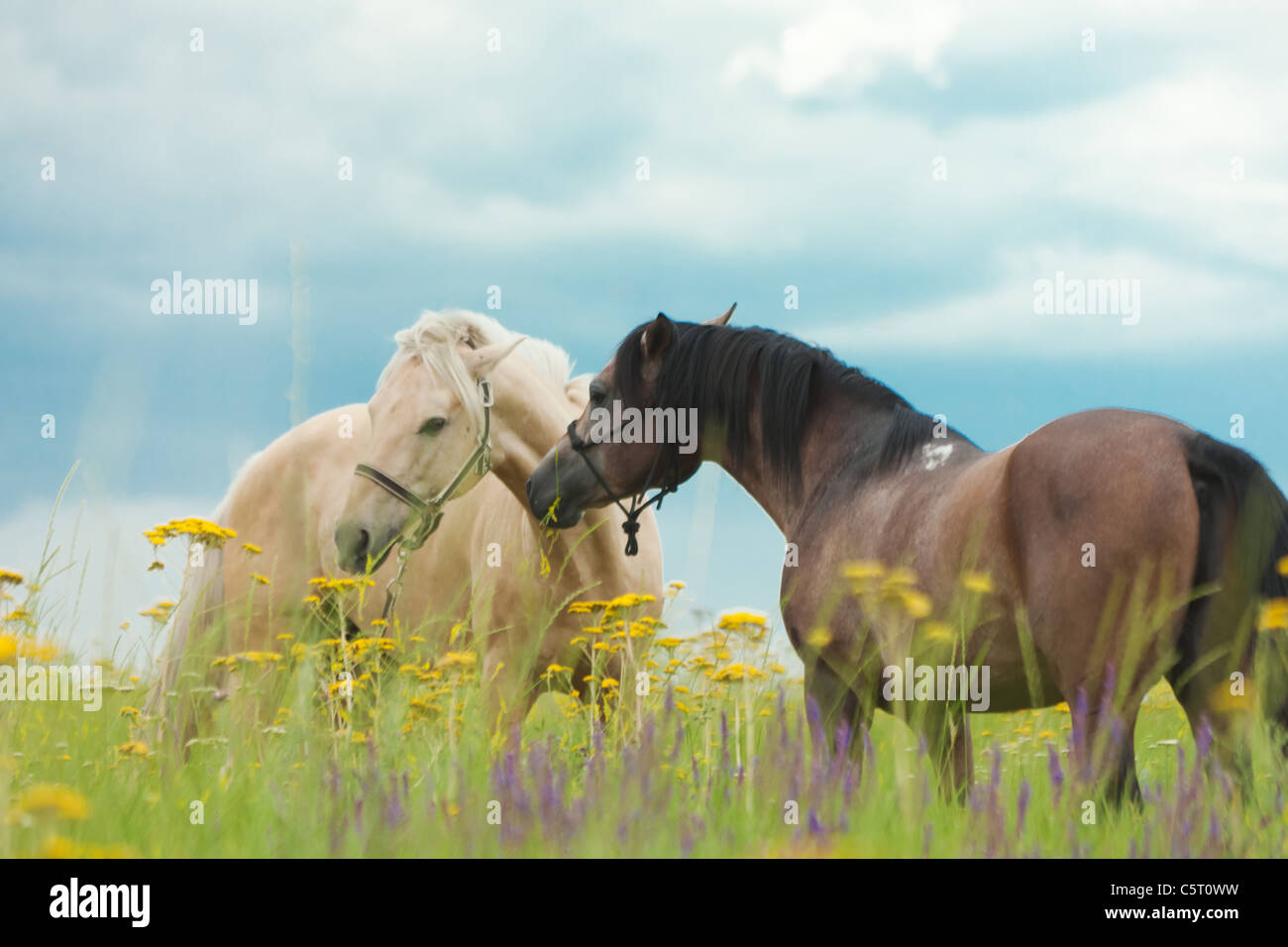 Due cavalli mangiare un erba verde nel campo Foto Stock