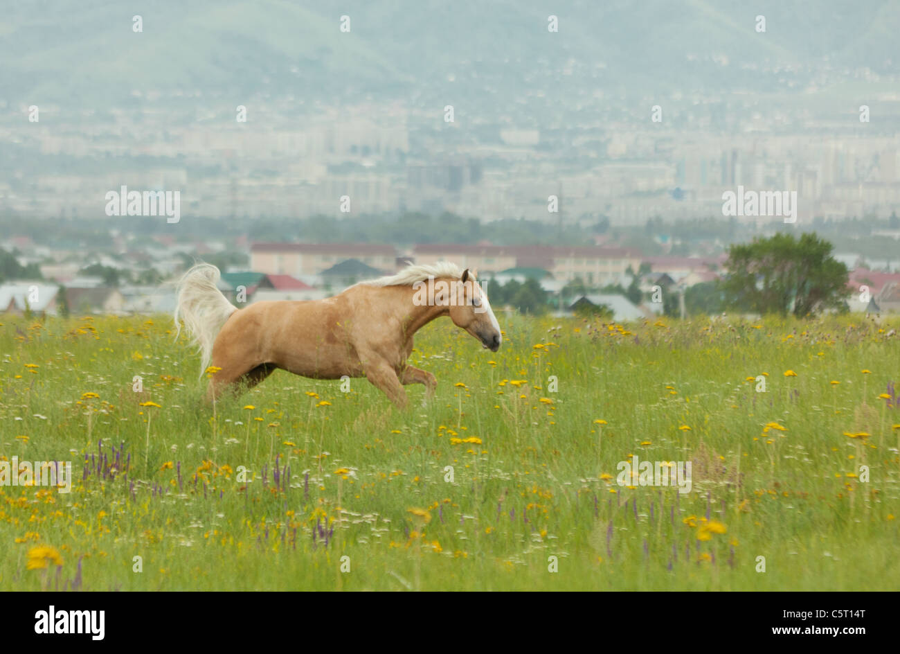 Il cavallo corre galoppo su un campo verde con fiori Foto Stock