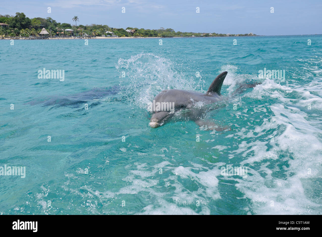 America Latina, Honduras, isole di Bay Reparto, Roatan, Mar dei Caraibi, due delfini nuotare in superficie di acqua di mare Foto Stock