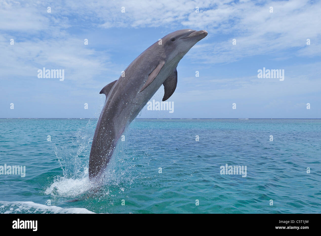 America Latina, Honduras, isole di Bay Reparto, Roatan, Mar dei Caraibi, vista del tursiope saltando in acqua di mare Foto Stock