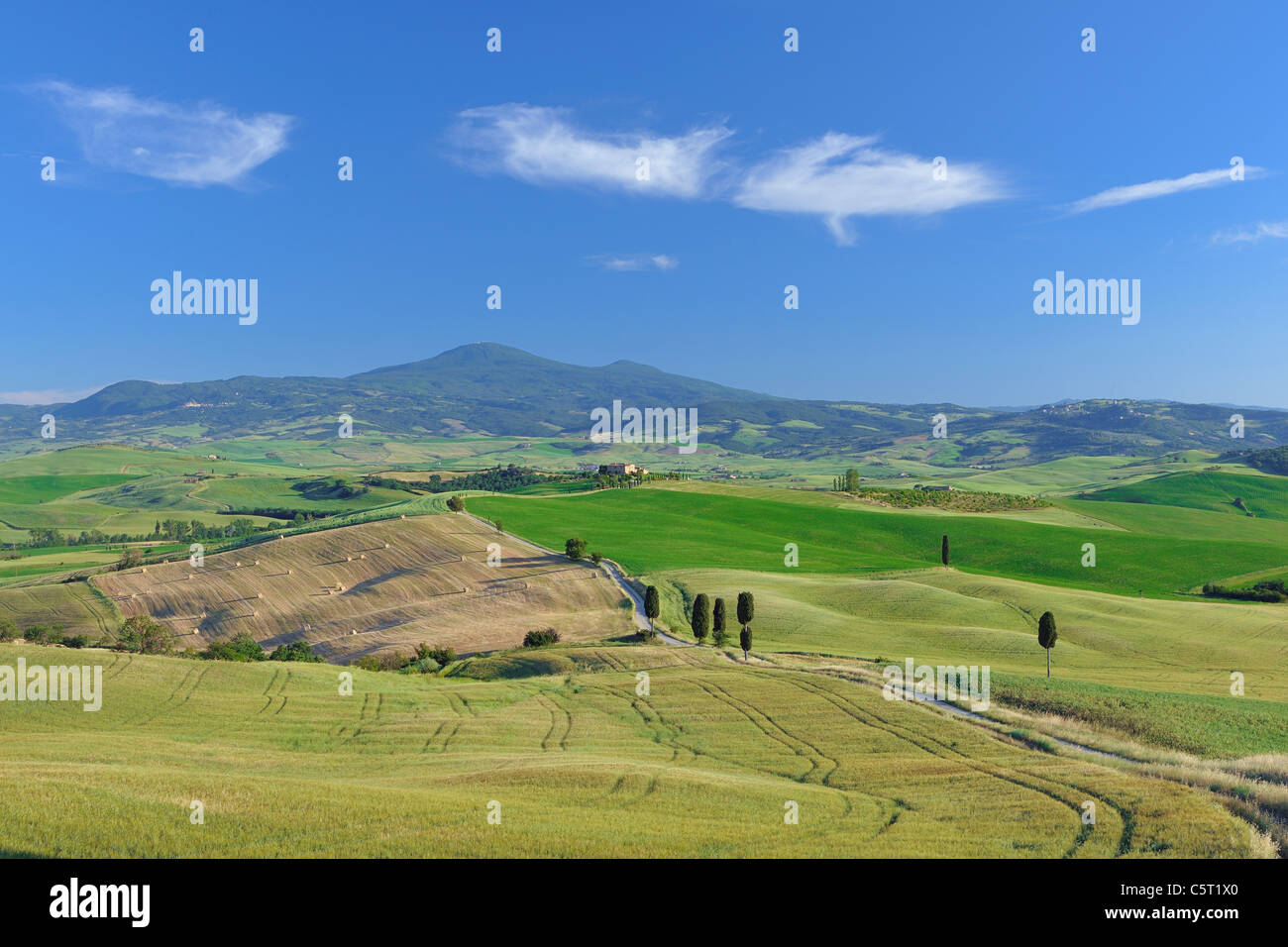 L'Italia, in Toscana, in provincia di Siena, Monte Amiata, Val d'Orcia, Pienza, vista di cipressi lungo la strada sterrata Foto Stock