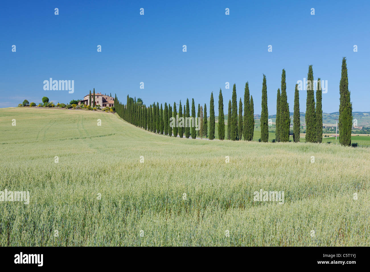L'Italia, in Toscana, in provincia di Siena, San Quirico d'Orcia, Val d'Orcia, vista di filari di cipressi lungo la strada Foto Stock