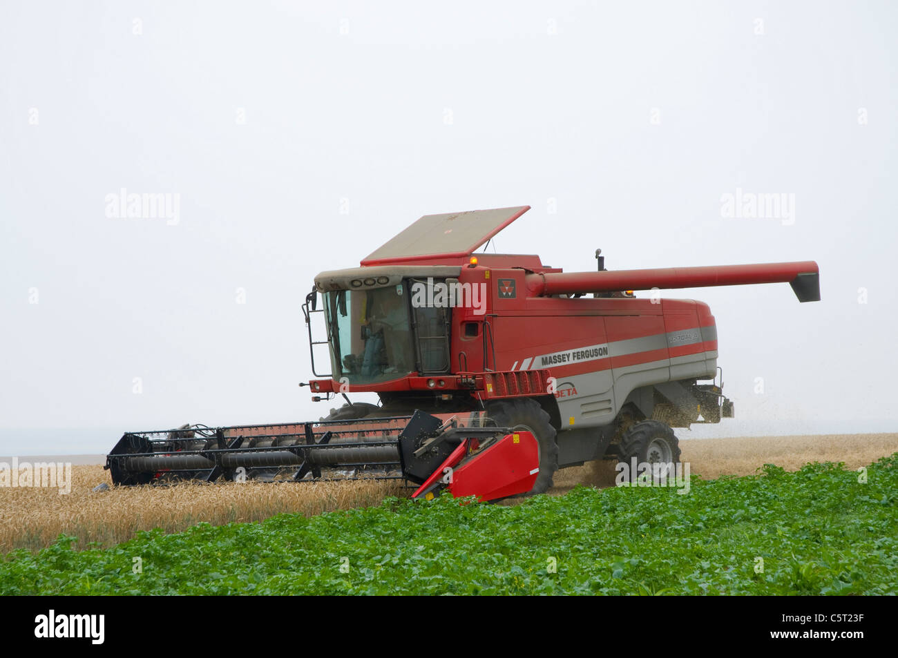 Red mietitrebbia di funzionare durante la mietitura del grano Foto Stock