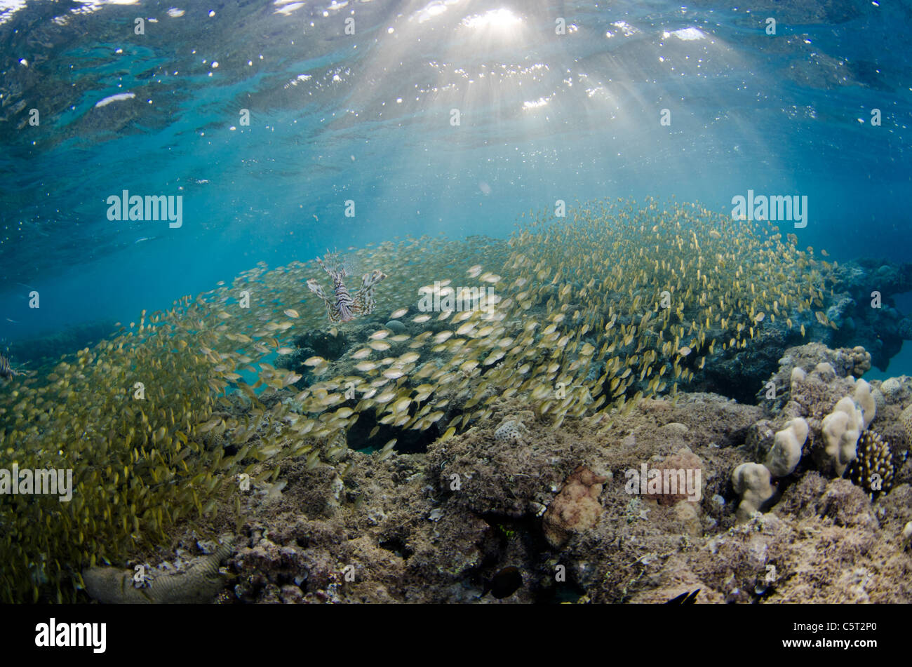 Pesce leone caccia dal tramonto, Nuweiba, Mar Rosso, Sinai, Egitto Foto Stock