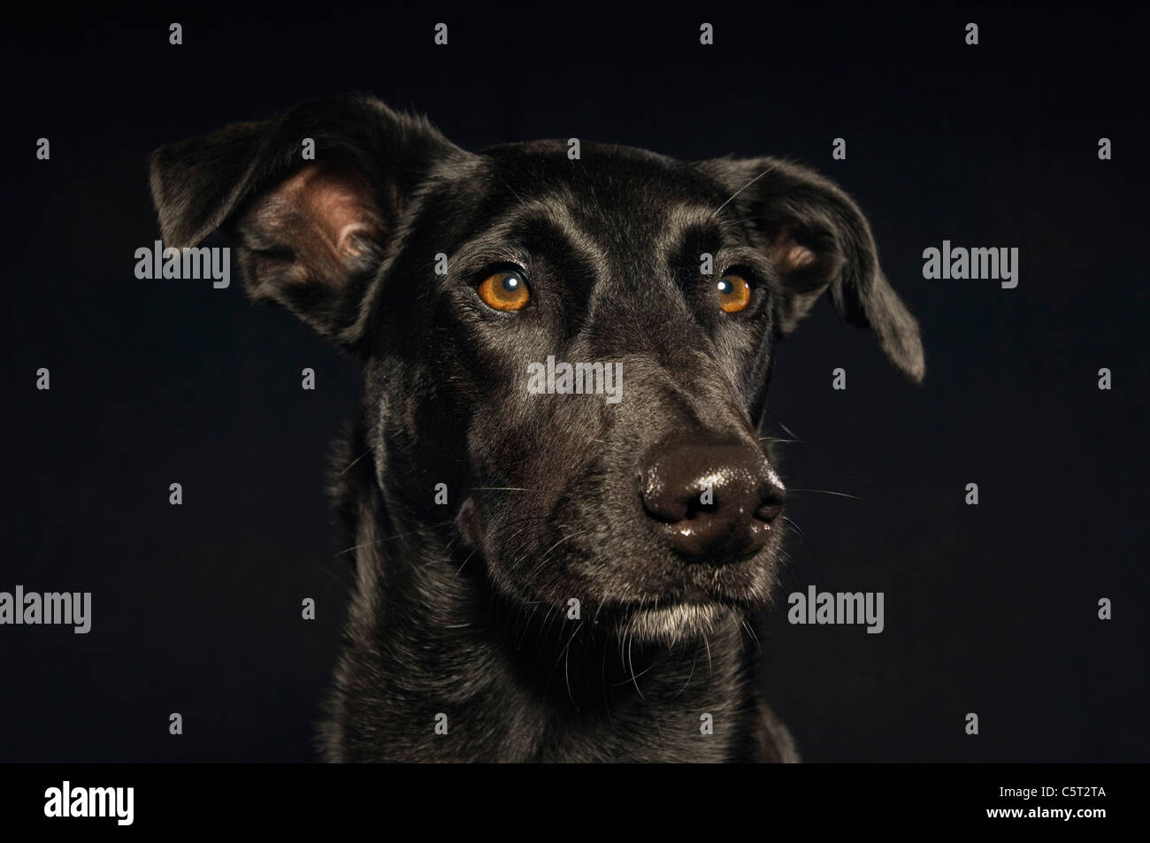 Cane nero su sfondo nero, ritratto Foto Stock