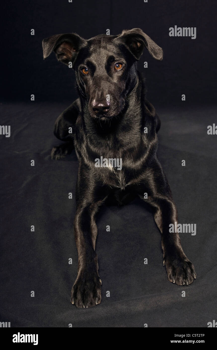 Cane nero su sfondo nero, ritratto Foto Stock