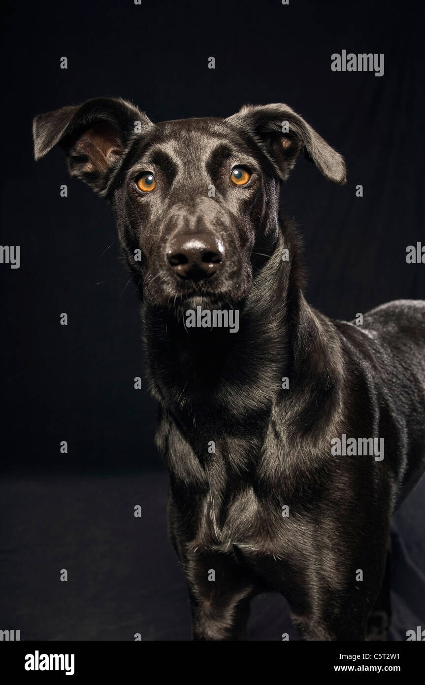 Cane nero su sfondo nero, ritratto Foto Stock
