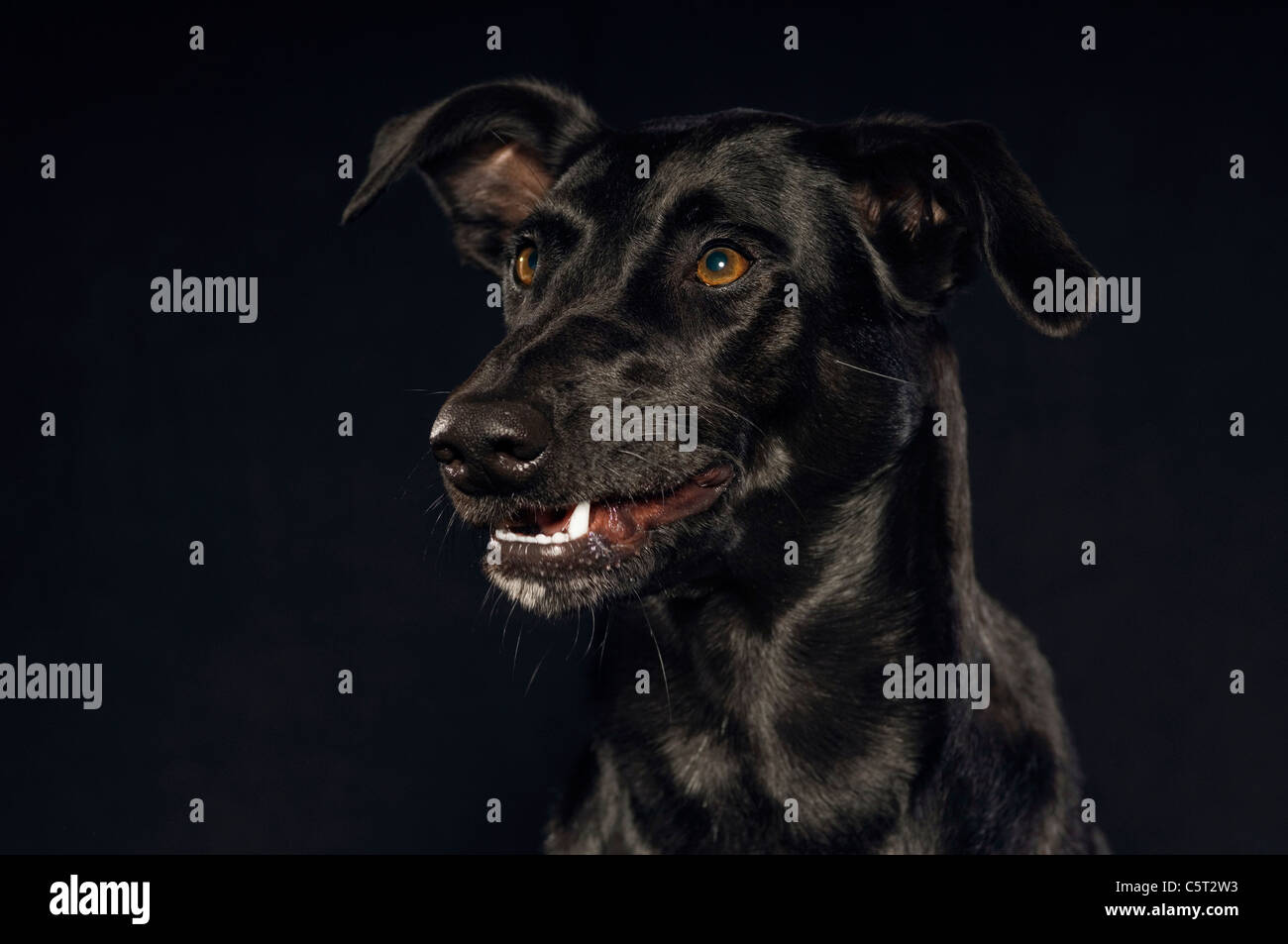 Cane nero su sfondo nero, ritratto Foto Stock