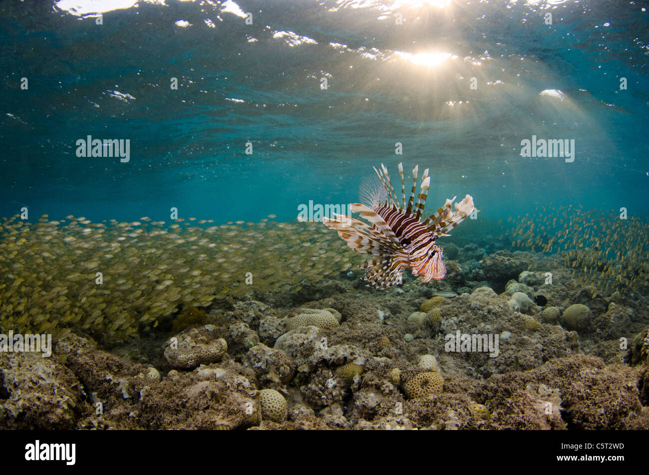 Pesce leone caccia dal tramonto, Nuweiba, Mar Rosso, Sinai, Egitto Foto Stock