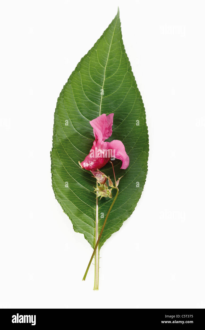 Balsamo himalayana fiore (Impatiens glandulifera), vista in elevazione Foto Stock