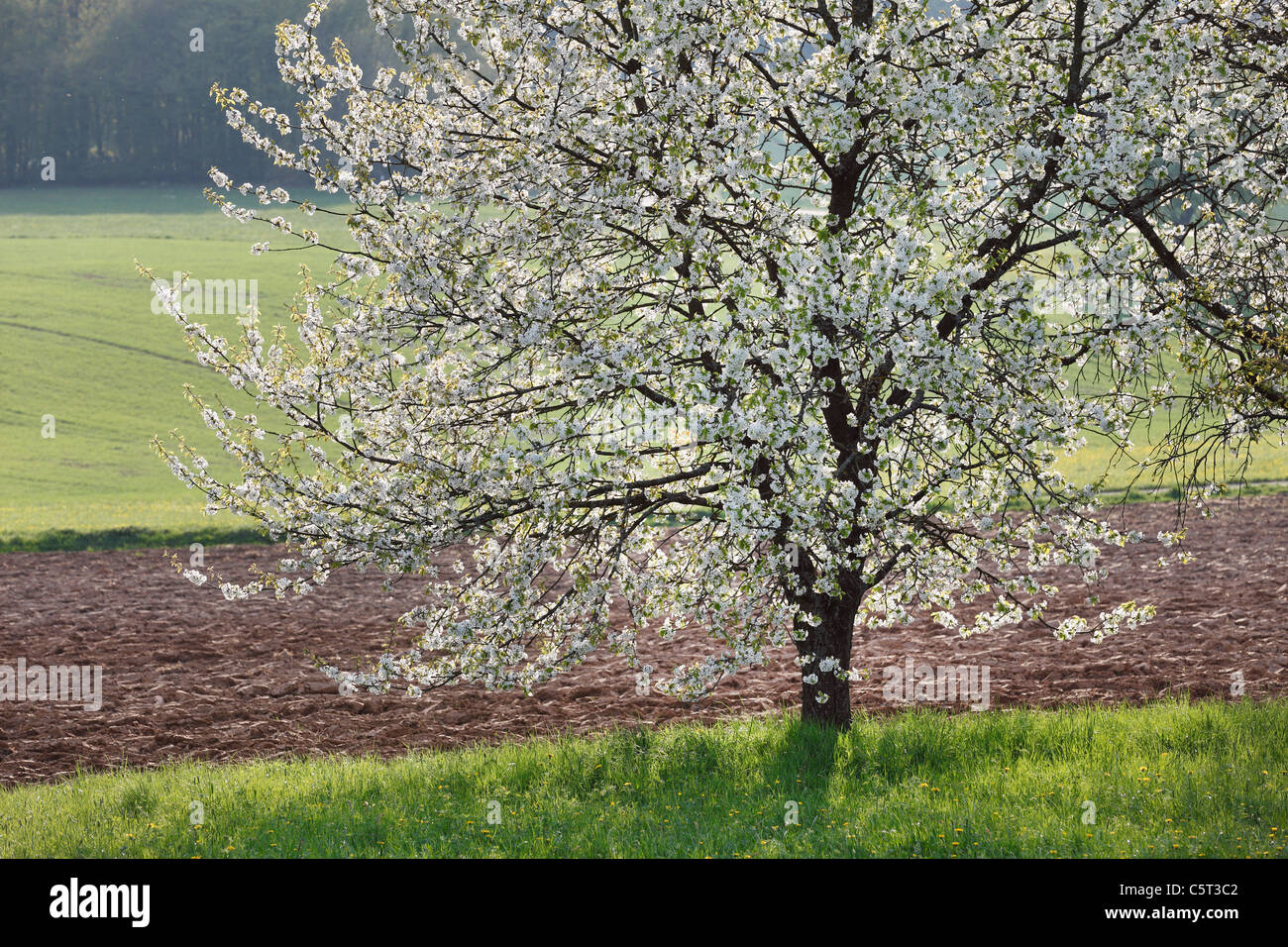 In Germania, in Baviera, Franconia, Alta Franconia, Svizzera della Franconia, vista di ciliegio dolce tree blossom nel campo Foto Stock